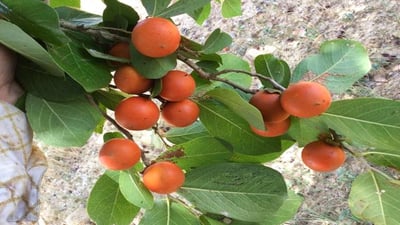 Strychnos nux-vomica