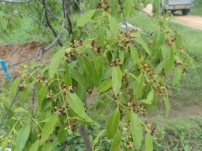 Pterocarpus santalinus