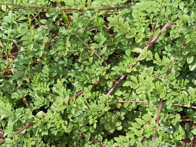Glycyrrhiza glabra
