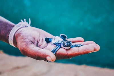 Rekawa Turtle Observation Camp