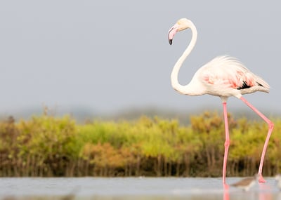 Mannar Bird Sanctuary