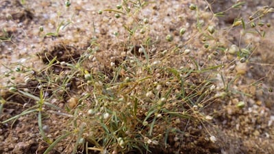 Oldenlandia corymbosa