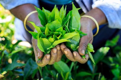 Tea Tours
