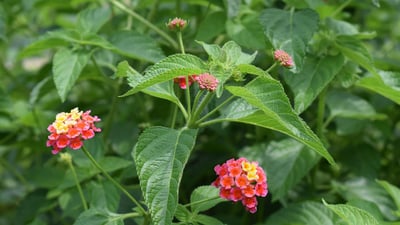 Clausena dentata