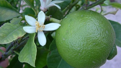 Lime