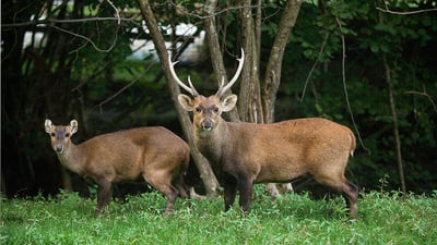 Sambur Deer