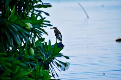 Singing Fish