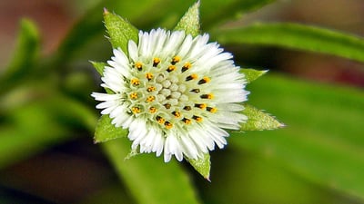 Eclipta prostrata