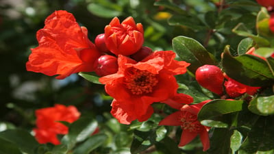 Punica granatum; Delum