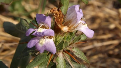 Hygrophila schulli