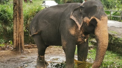 Millennium Elephant Foundation