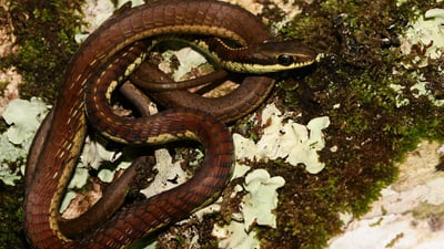 Schokar's Bronzeback