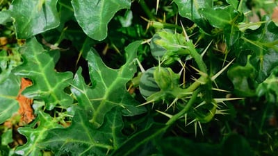 Solanum virginianum