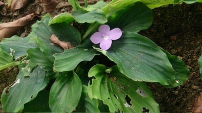 Kaempferia galanga