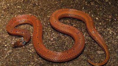 Boie's Rough-Sided Snake