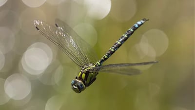 Dragonflies