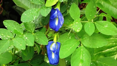 Clitoria ternatea