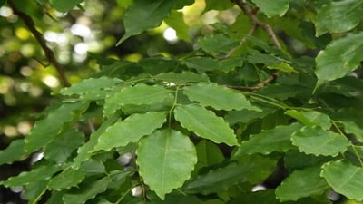 Pterocarpus indicus