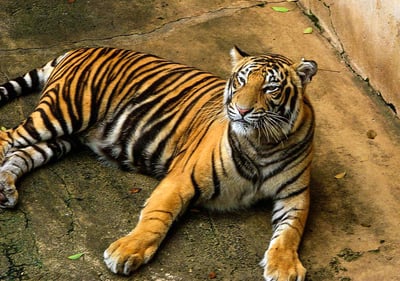 Zoological Garden