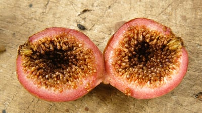 Ficus racemosa; Attikka