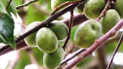 Elaeocarpus serratus