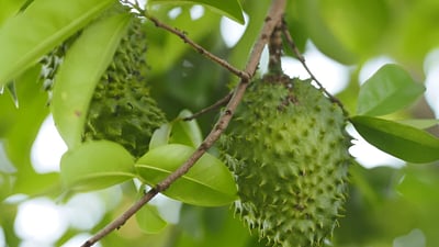 Annona muricata