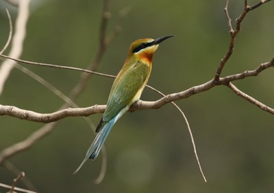 Kodigahakanda Sanctuary