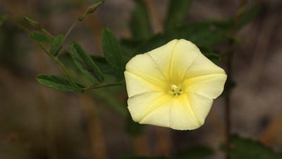 Merremia tridentata
