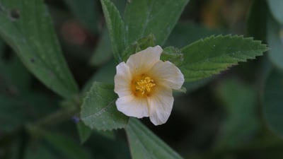 Sida rhombifolia
