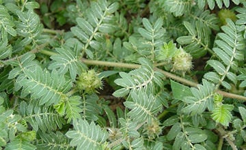 Tribulus terrestris