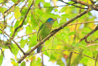 Yellow Fronted Barbet