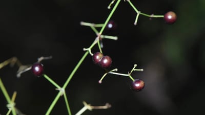 Rubia cordifolia