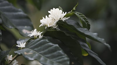 Coffea arabica