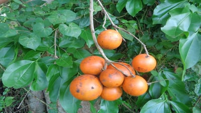 Strychnos nux-vomica