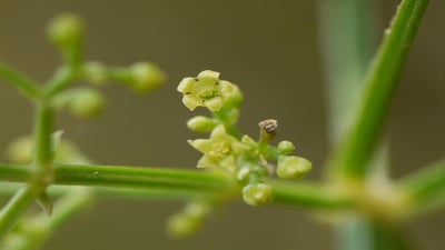 Rubia cordifolia