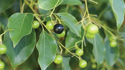 Cinnamomum camphora (?????)