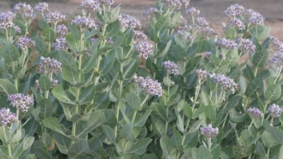 Calotropis gigantea