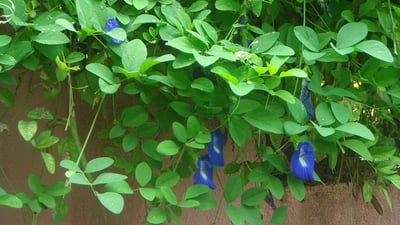 Clitoria ternatea