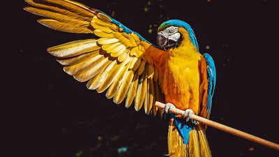 Hanthana International Bird Park & Recreation Center