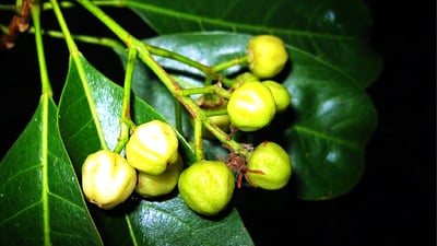 Acronychia pedunculata