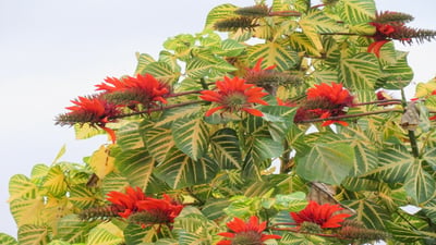 Erythrina variegata