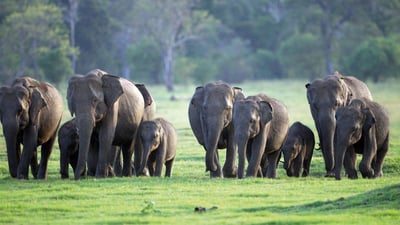 Elephan Gathering