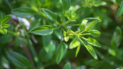 Rubia cordifolia