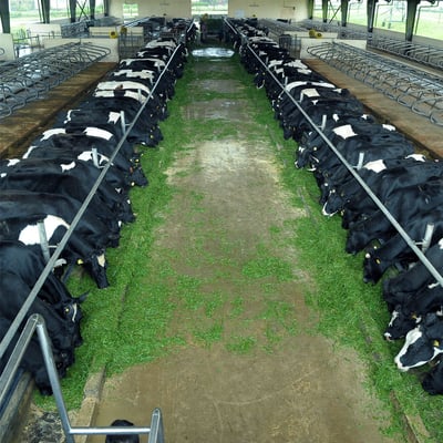 Ambewela Farm
