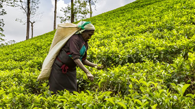 Court Lodge Tea Estate