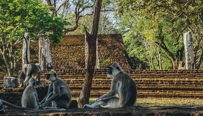 Monkey Kingdom
