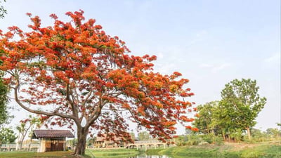 Butea monosperma