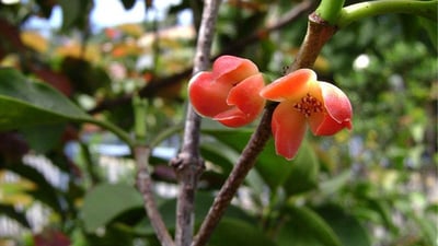 Garcinia