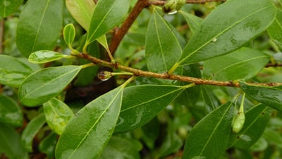 Erythroxylum monogynum