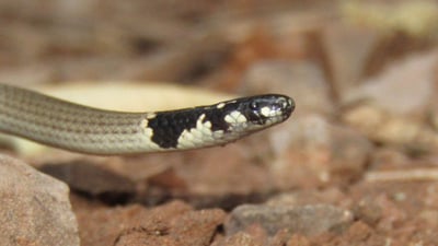 Slender Coral Snake
